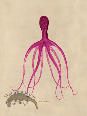 Octopus Pink 21